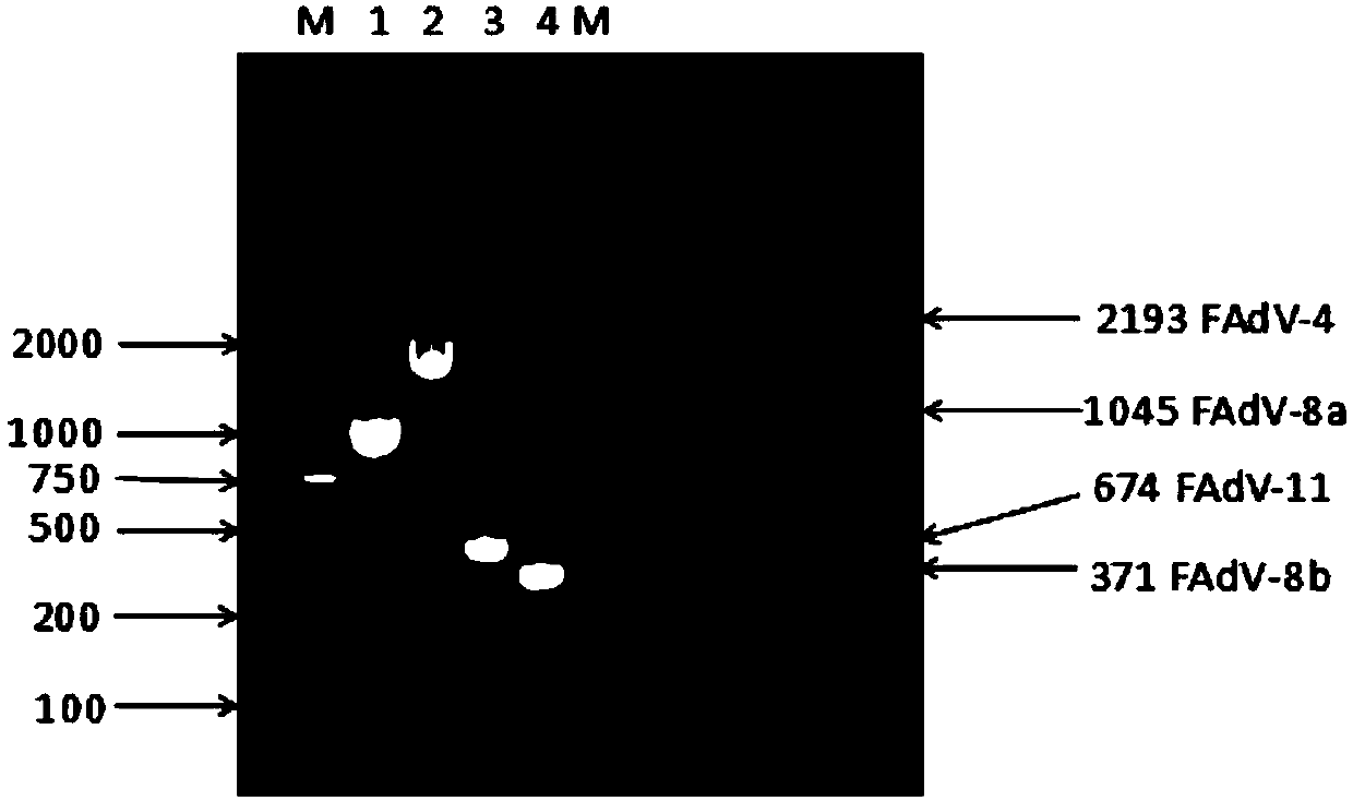 Nano multiplex PCR method for distinguishing four kinds of serotype avian adenovirus I group