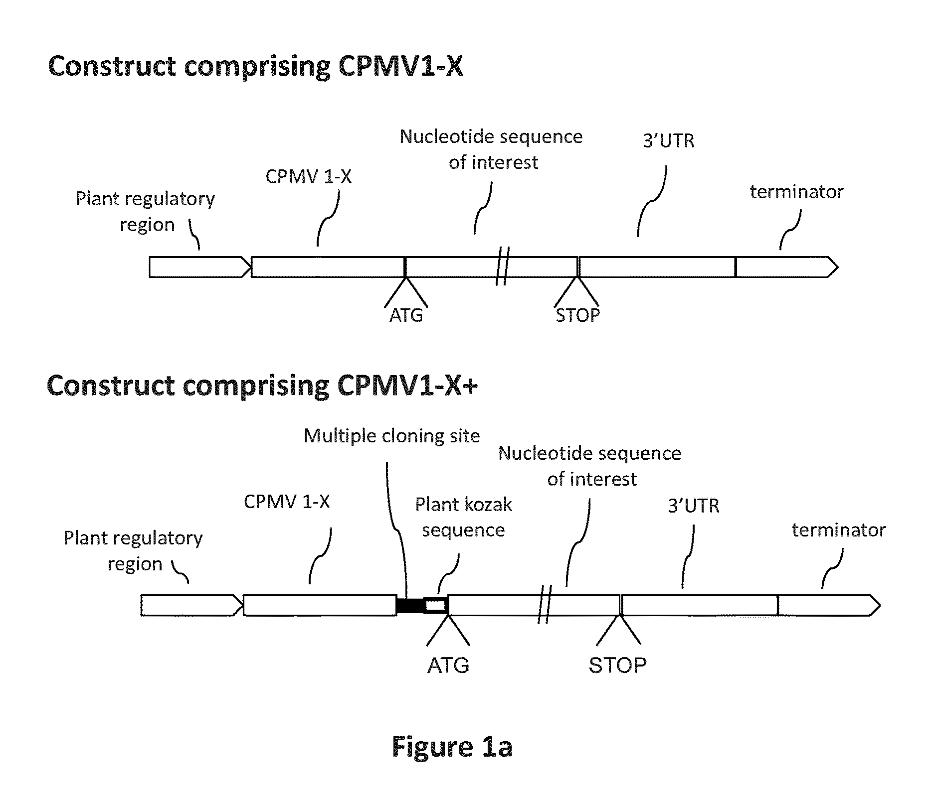 CPMV Enhancer Elements