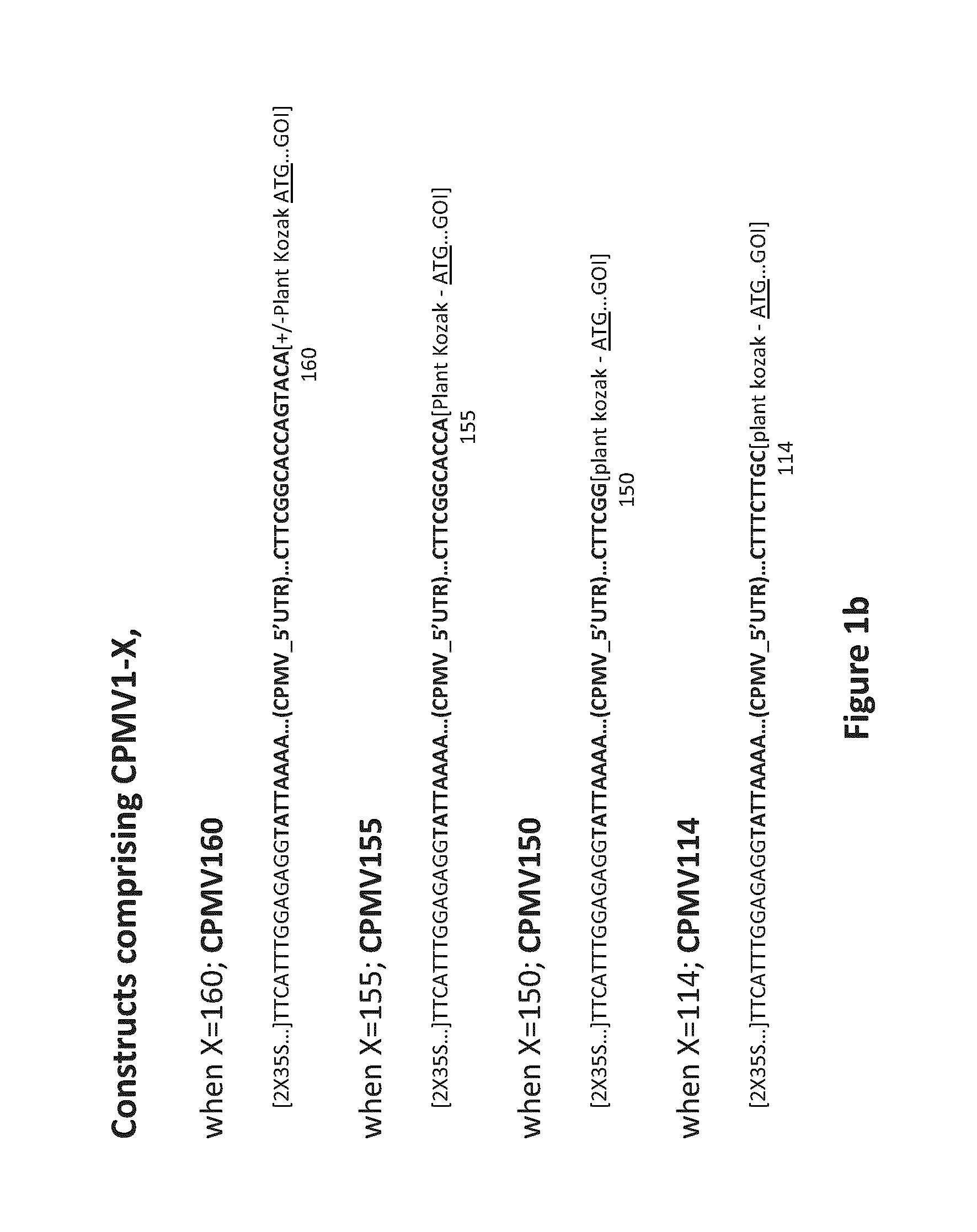 CPMV Enhancer Elements