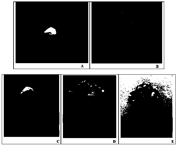 A kind of wild plantain in vitro culture multiplication method