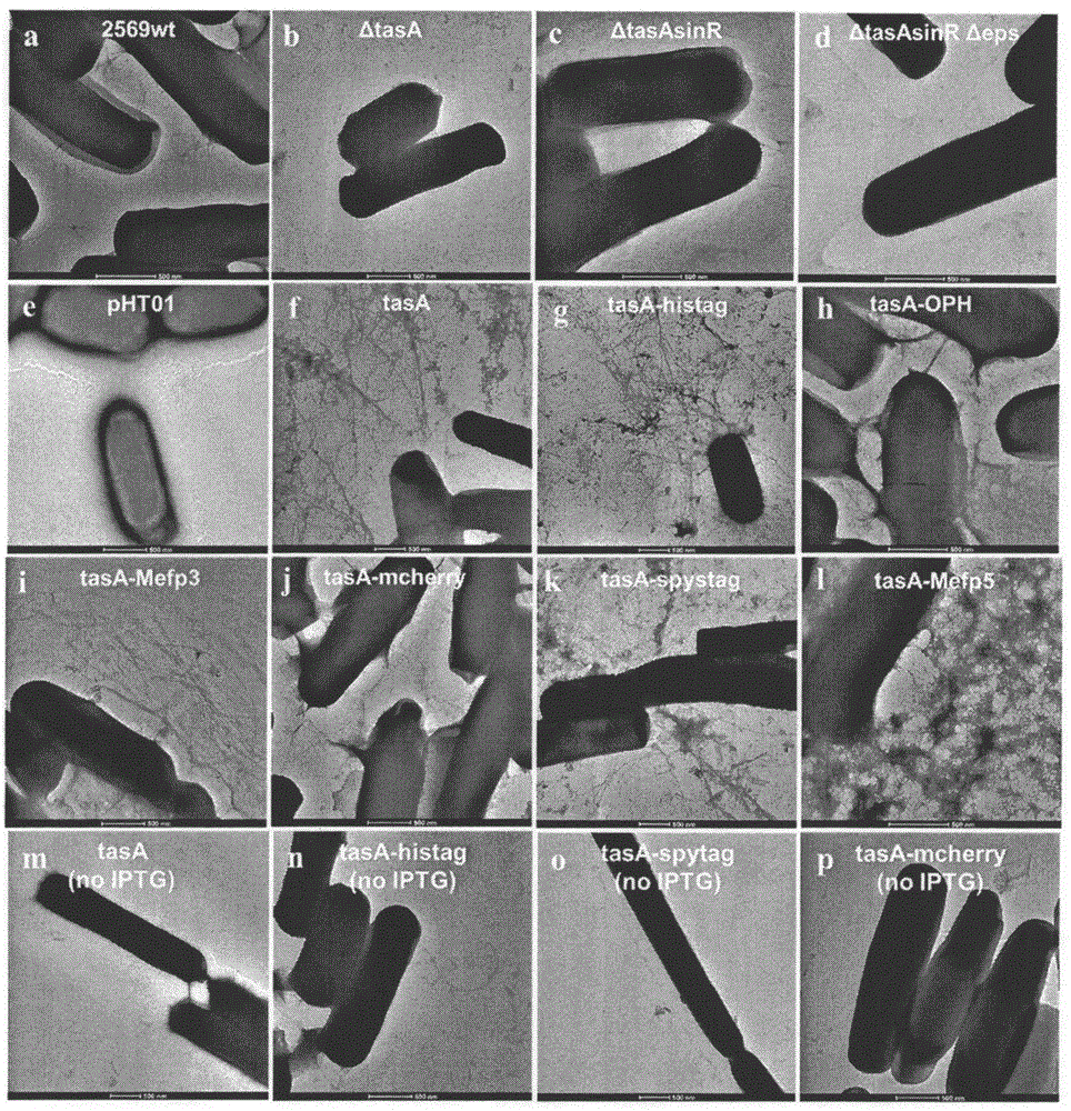 Bacillus subtilis, biofilm and construction and application thereof