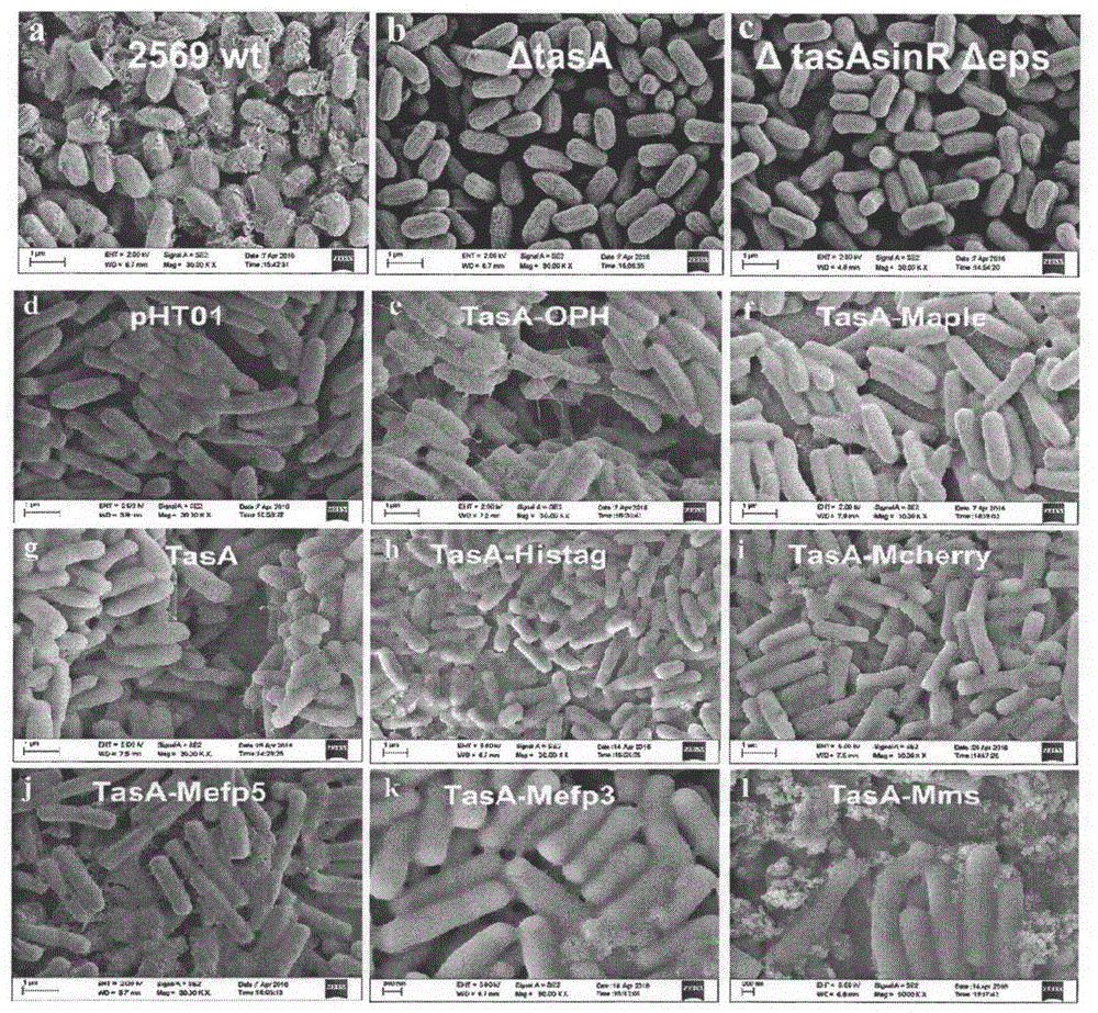 Bacillus subtilis, biofilm and construction and application thereof