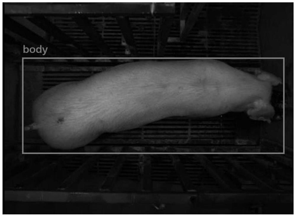 Method for screening ideal frames of pig images based on machine vision technology