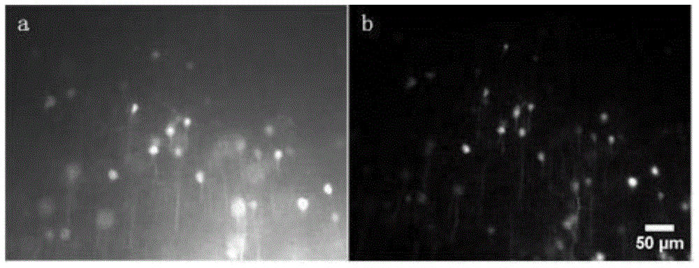 A method for reducing background fluorescence of biological samples