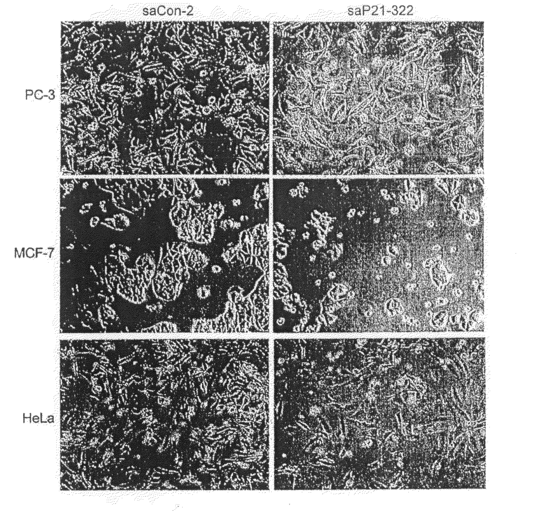 Small Activating RNA Molecules and Methods of Use