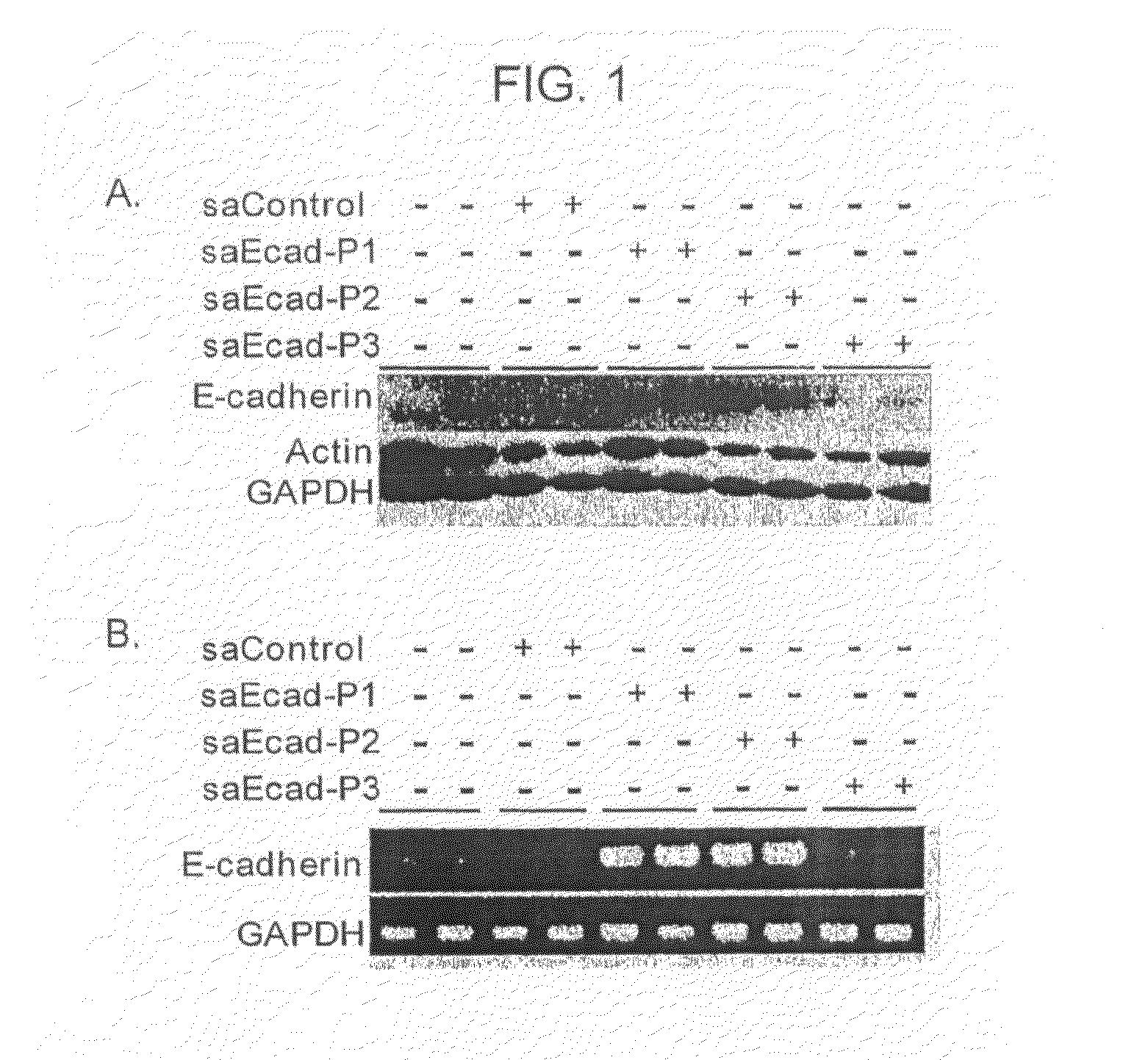 Small Activating RNA Molecules and Methods of Use