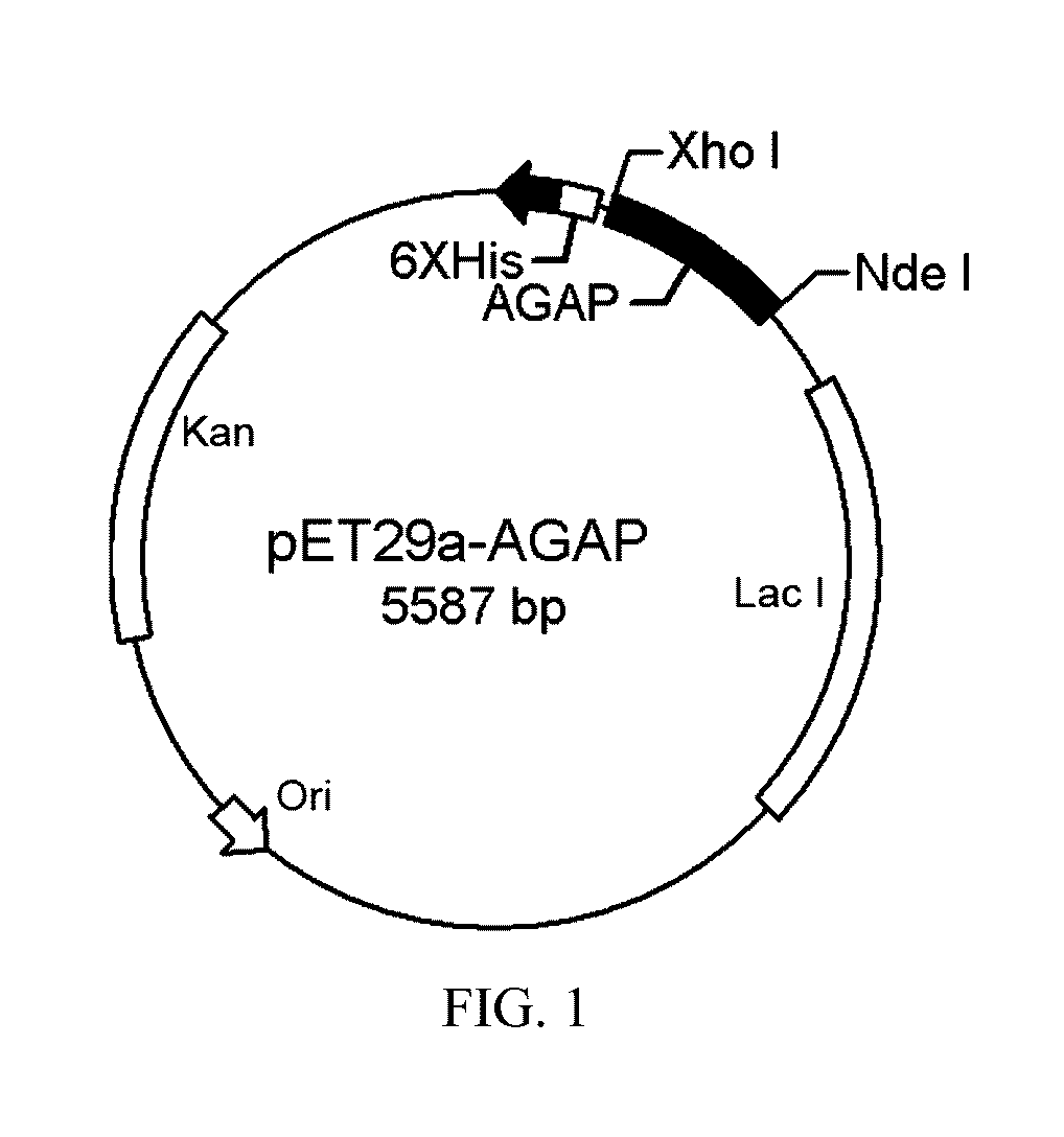 Method for purifying and renaturating inclusion bodies of scorpion toxin protein and their use