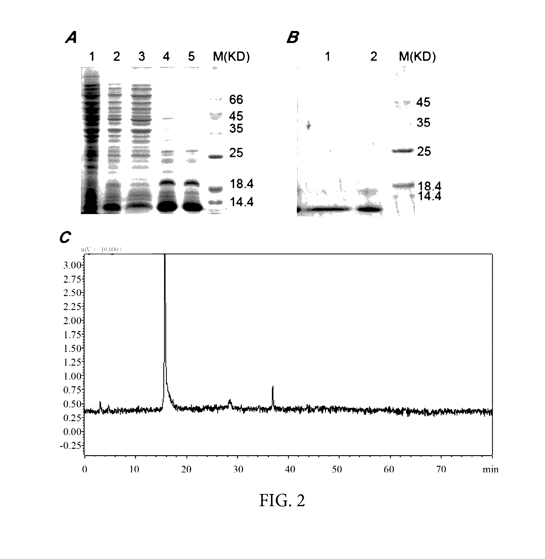 Method for purifying and renaturating inclusion bodies of scorpion toxin protein and their use