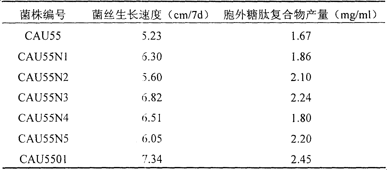 Lucid ganoderma fungus with high glycopeptide composite yield, its mutagen breeding method and use