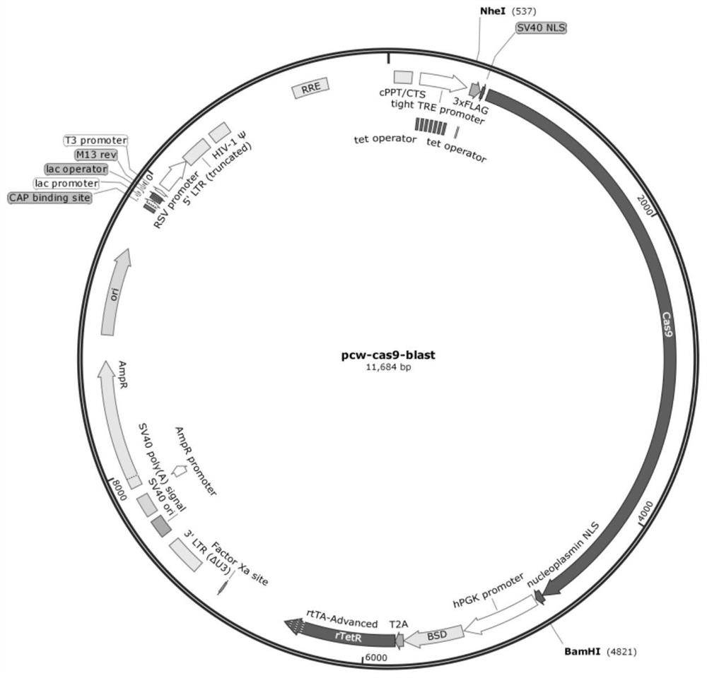 A kind of plasmid vector and its construction method for simultaneously expressing plaur and gpld1 genes