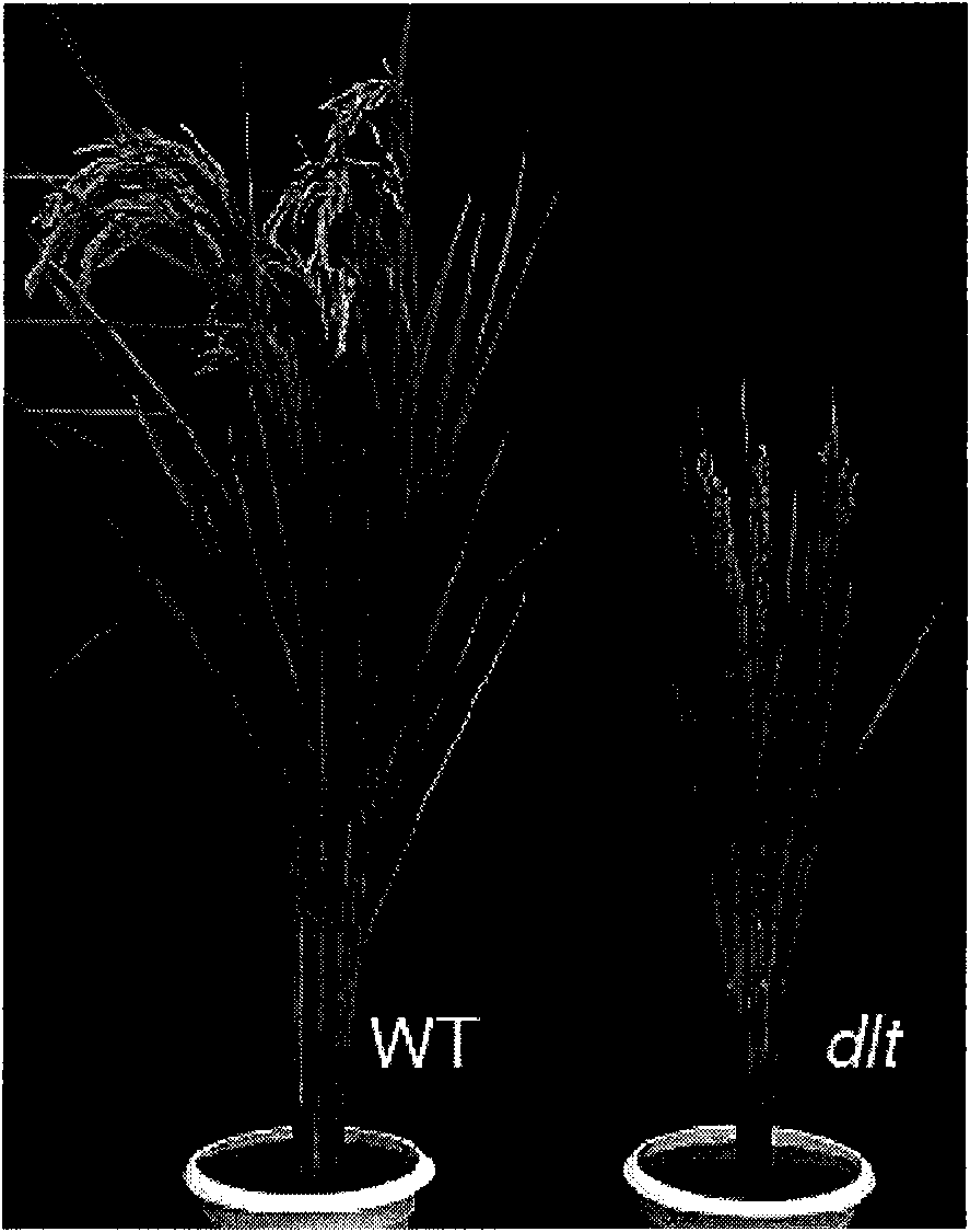 Protein related to plant tillering number and coding gene and application thereof