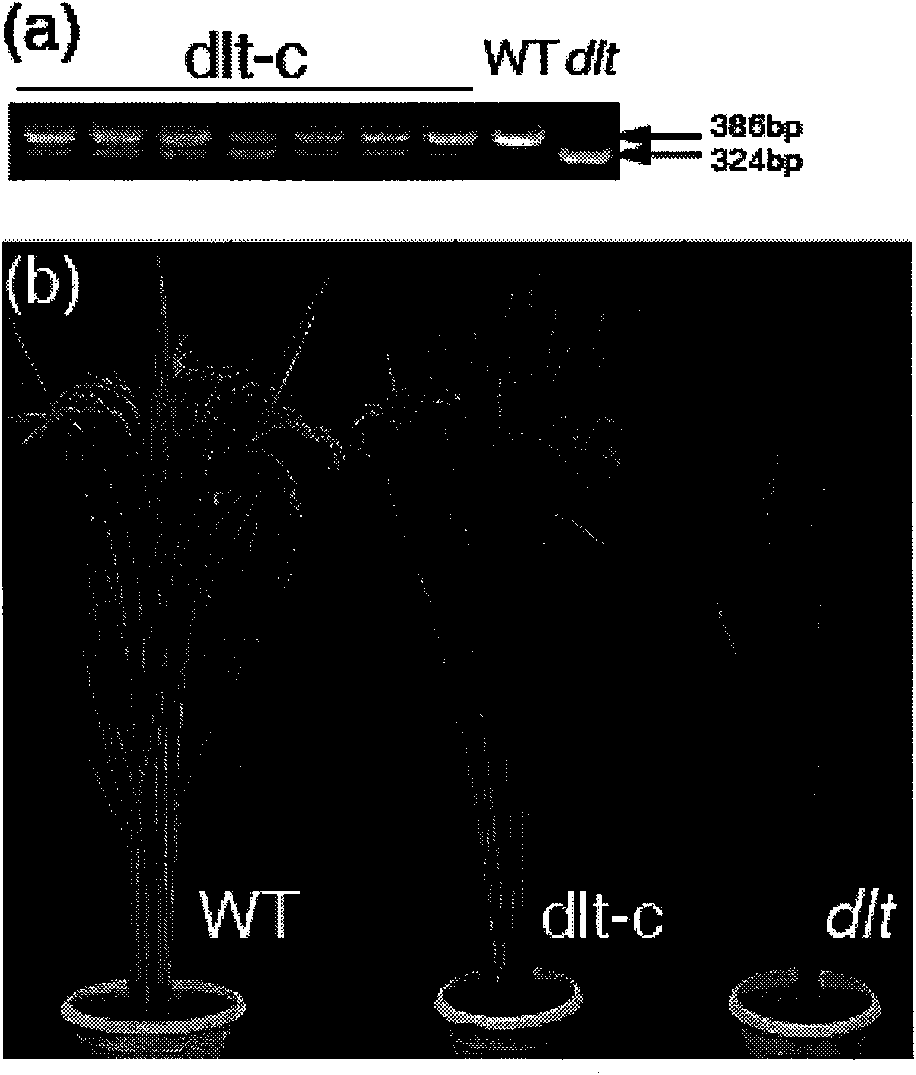 Protein related to plant tillering number and coding gene and application thereof