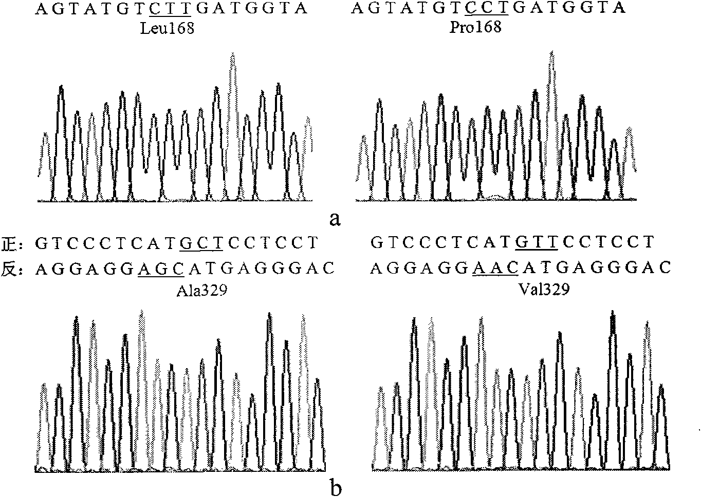 Lipase mutants with enhanced thermal stability