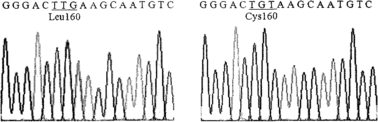 Lipase mutants with enhanced thermal stability