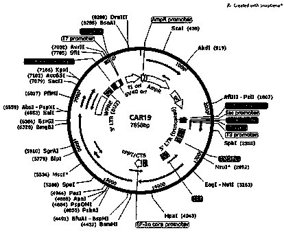 CAR-T (chimeric antigen receptor T cell) storage solution