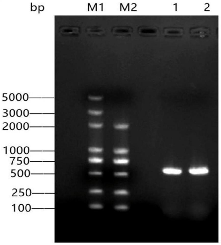 Trichoderma asperellum and application thereof