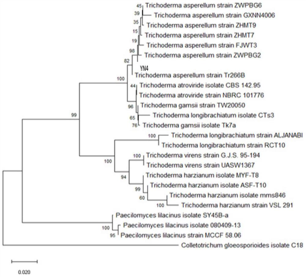 Trichoderma asperellum and application thereof