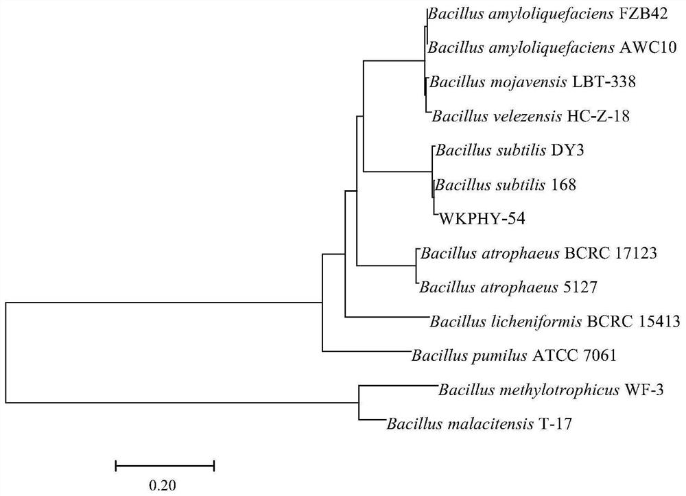 A Bacillus subtilis with dual functions of degrading organophosphate and preventing disease