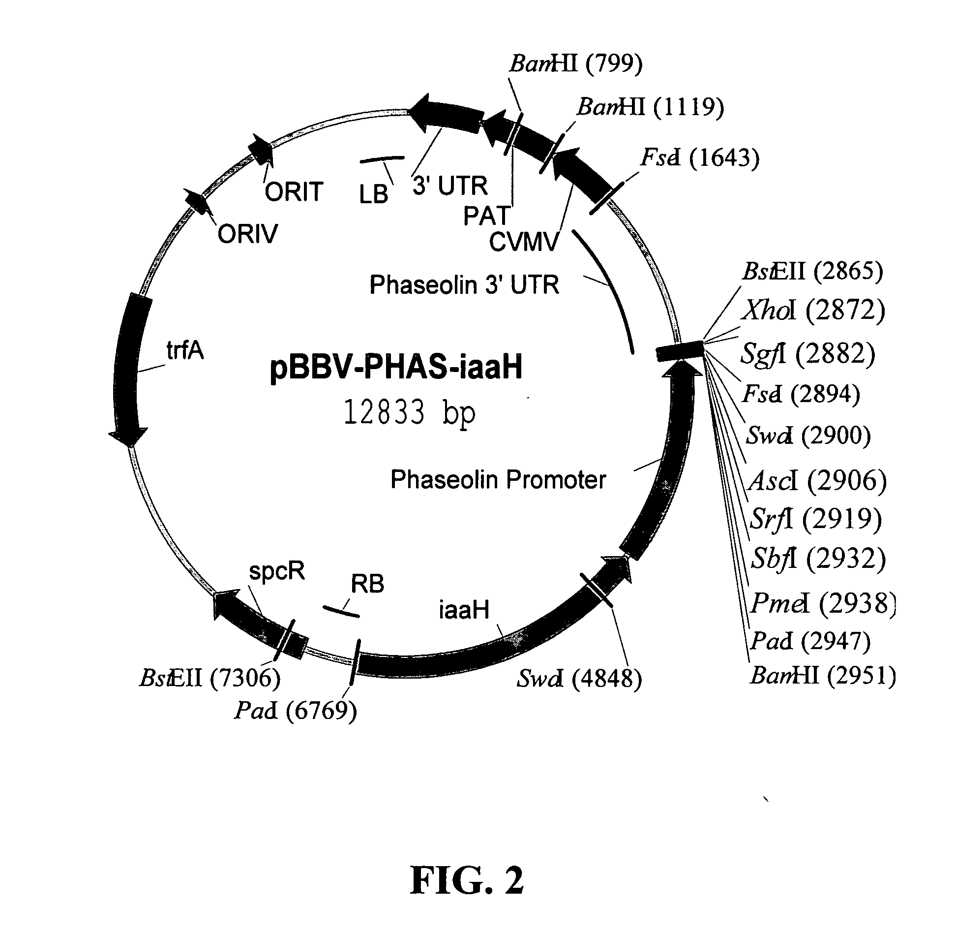 Preparation of vaccine master cell lines using recombinant plant suspension cultures