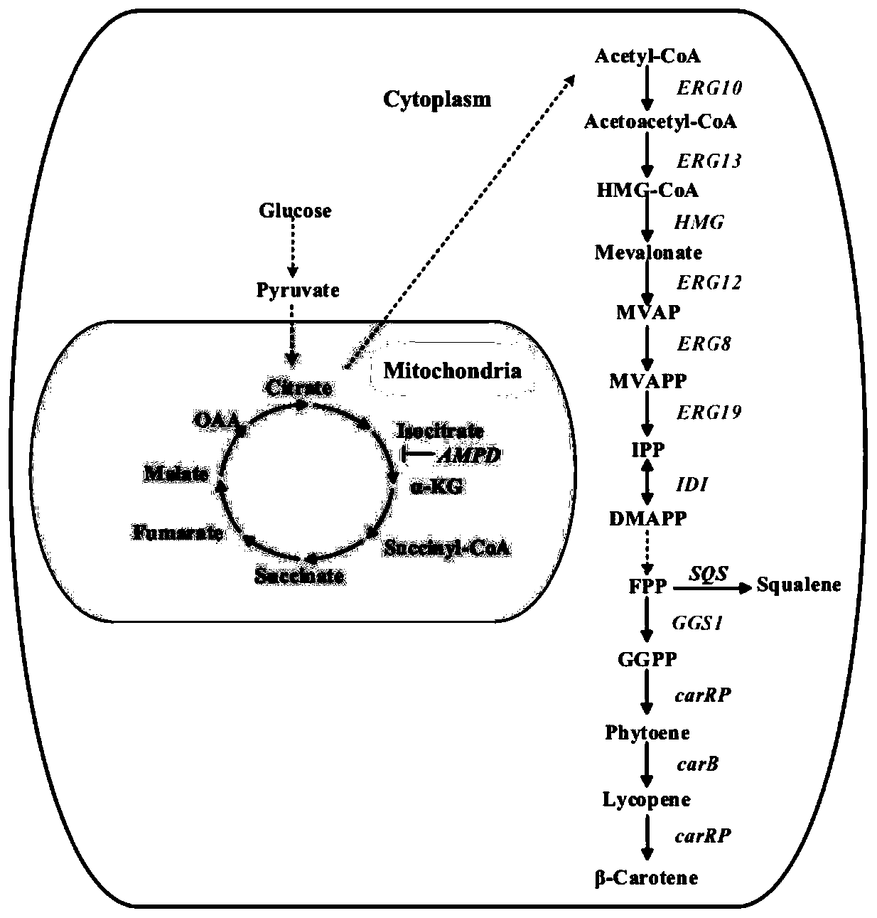 Yarrowia lipolytica genetic engineering bacterium for producing beta-carotene and application of yarrowia lipolytica genetic engineering bacterium