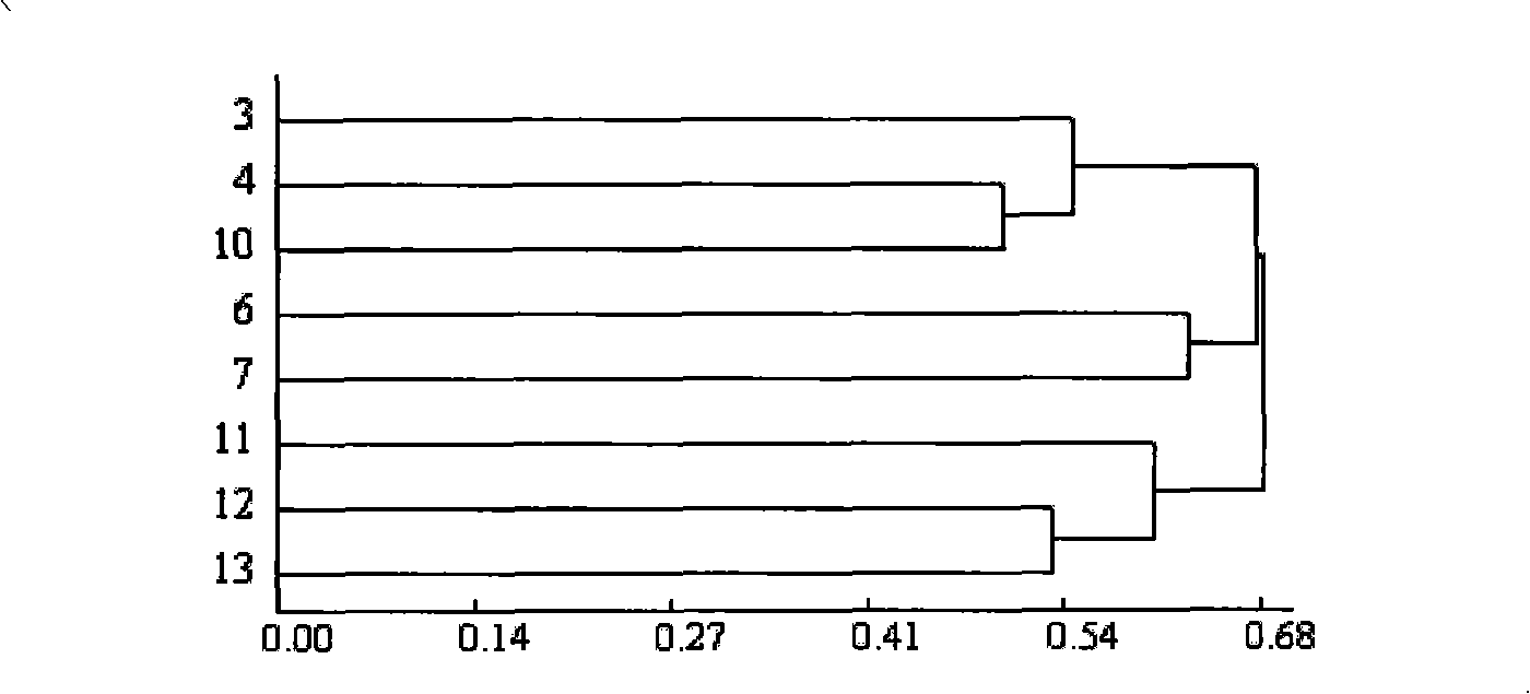 Method for marking non-heading cabbage molecule by utilizing SAMPL technique