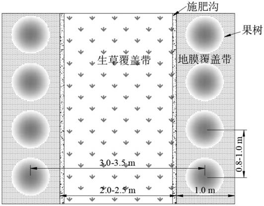 Pasture growing and mulching film combined covering method for soil moisture conservation and recarburization of apple orchard