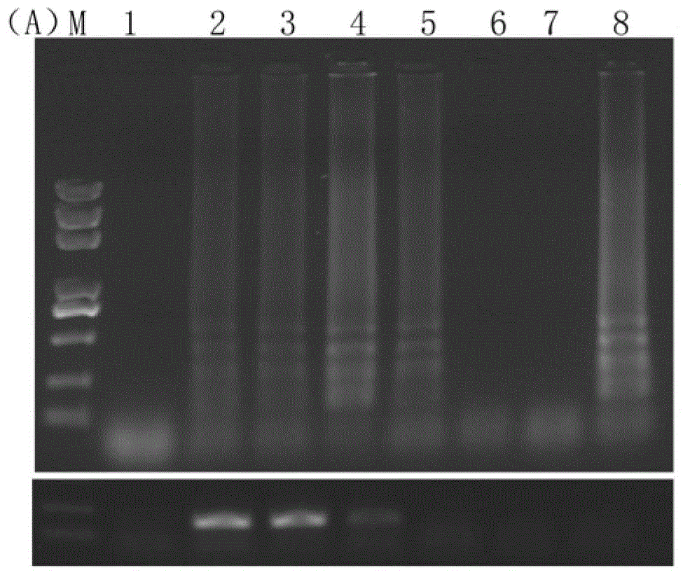 One-step loop-mediated reverse transcription isothermal amplification detection method for soybean mosaic virus