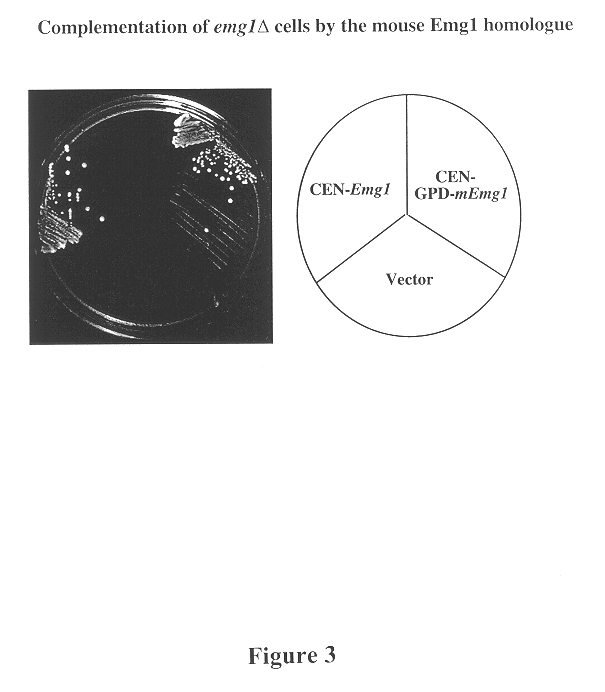 Yeast mammalian regulators of cell proliferation