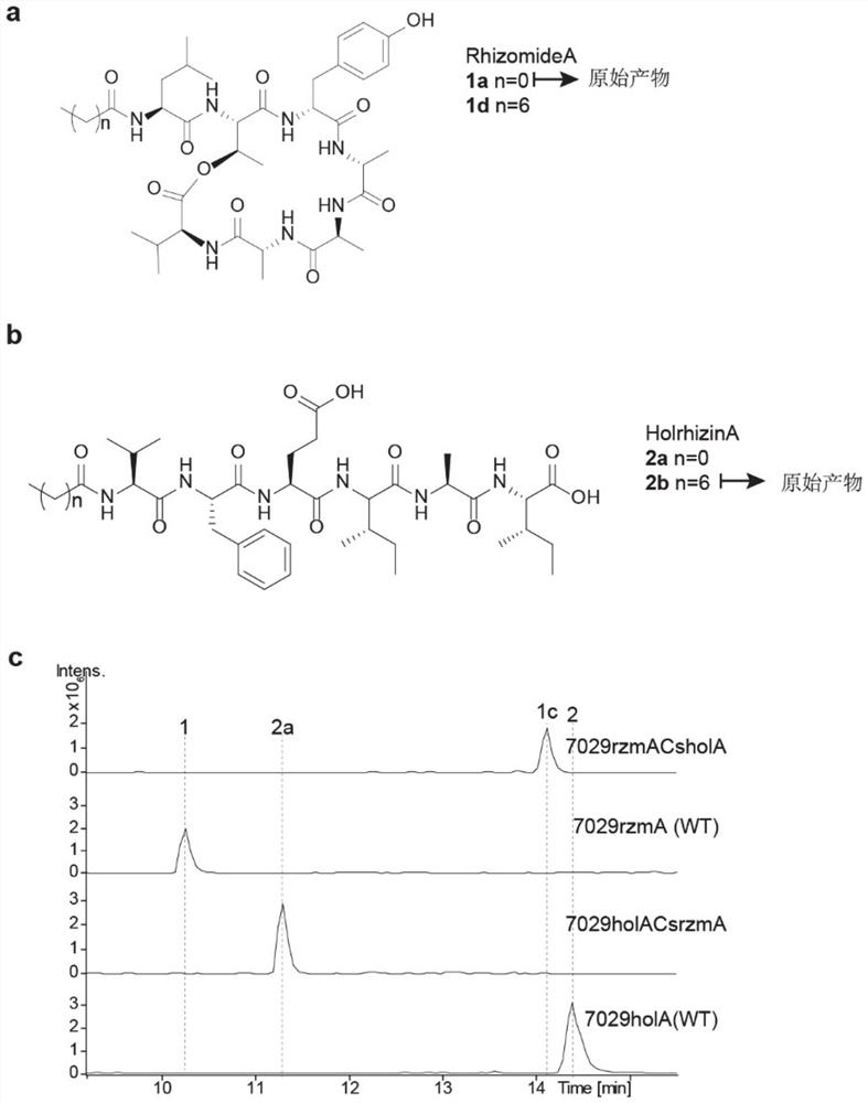 A key exchange domain that controls changes in the lipid chain length of lipopeptides and its mutants and applications