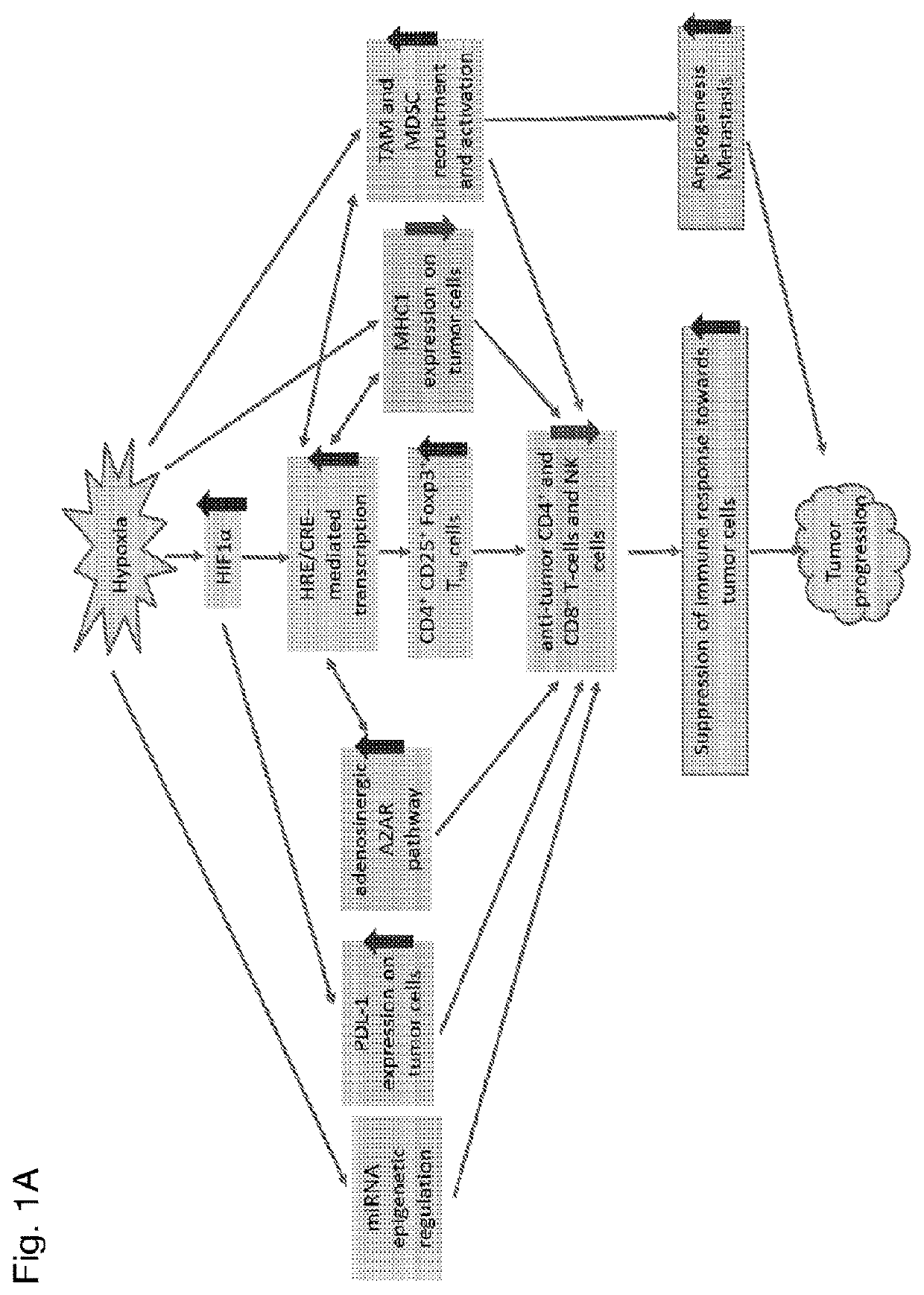 Modulation of tumor immunity by protein-mediated o2 delivery