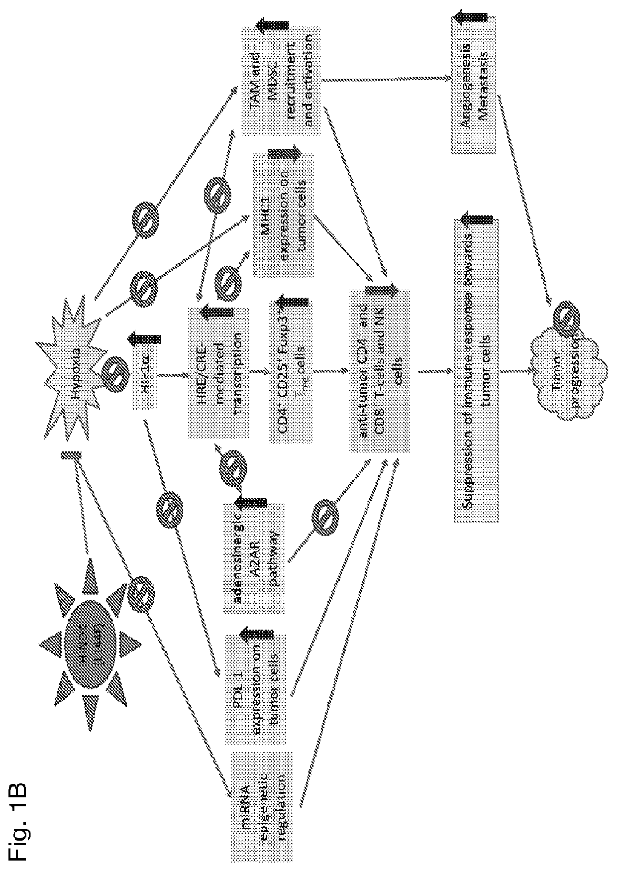 Modulation of tumor immunity by protein-mediated o2 delivery