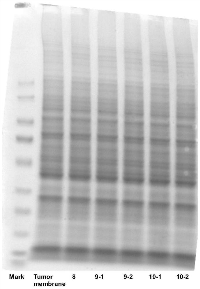 Magnetic targeting cell membrane modified ligand, drug-loading material, preparation method of magnetic targeting cell membrane modified ligand and drug-loading material and application of drug-loading material