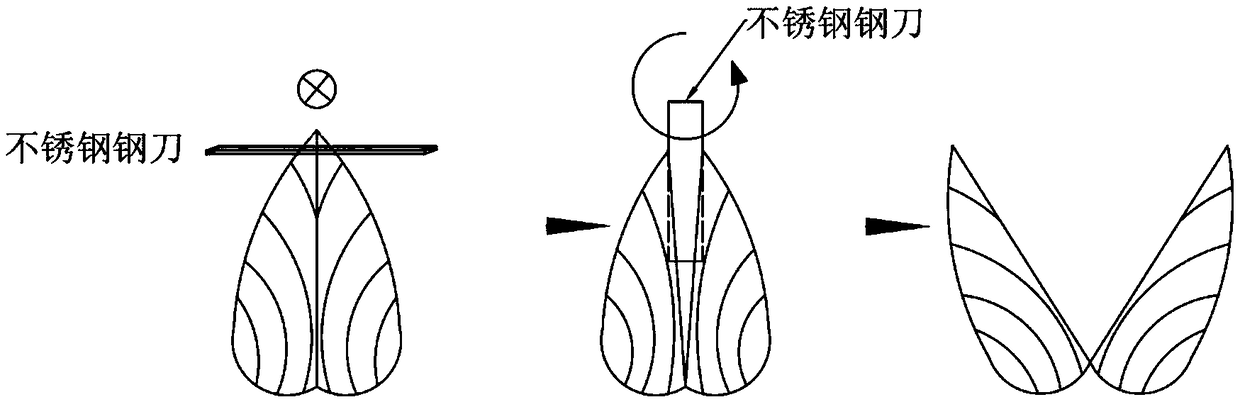 Preparation method of scanning electron microscope sample of bivalve shell