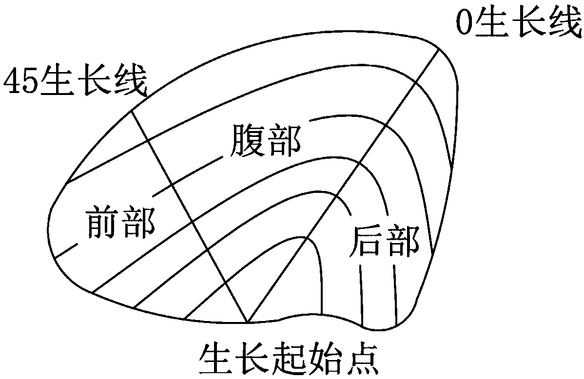 Preparation method of scanning electron microscope sample of bivalve shell