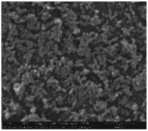 Strain for degrading phenanthrene and application thereof in soil remediation