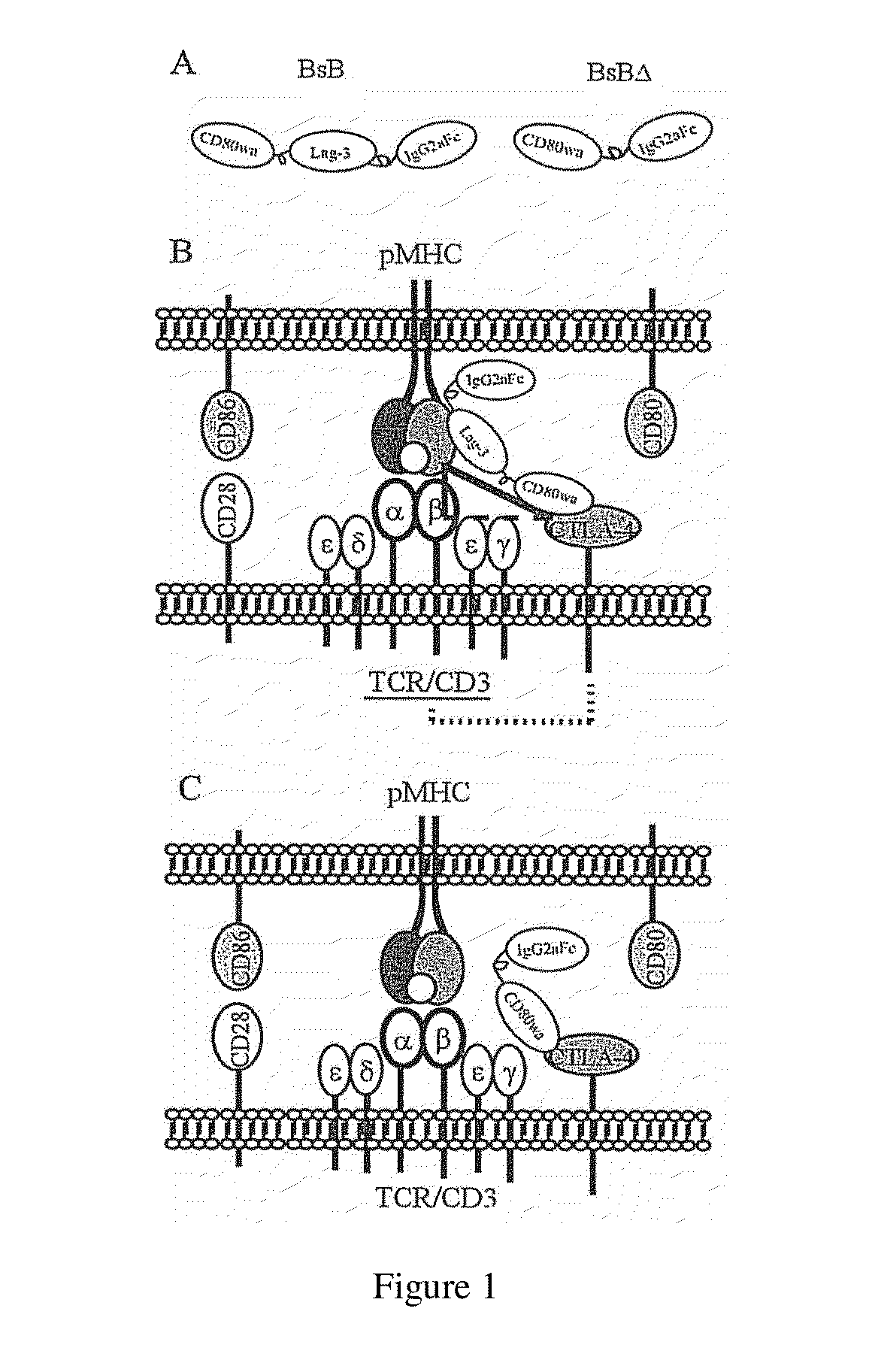 Inhibitors of t-cell activation