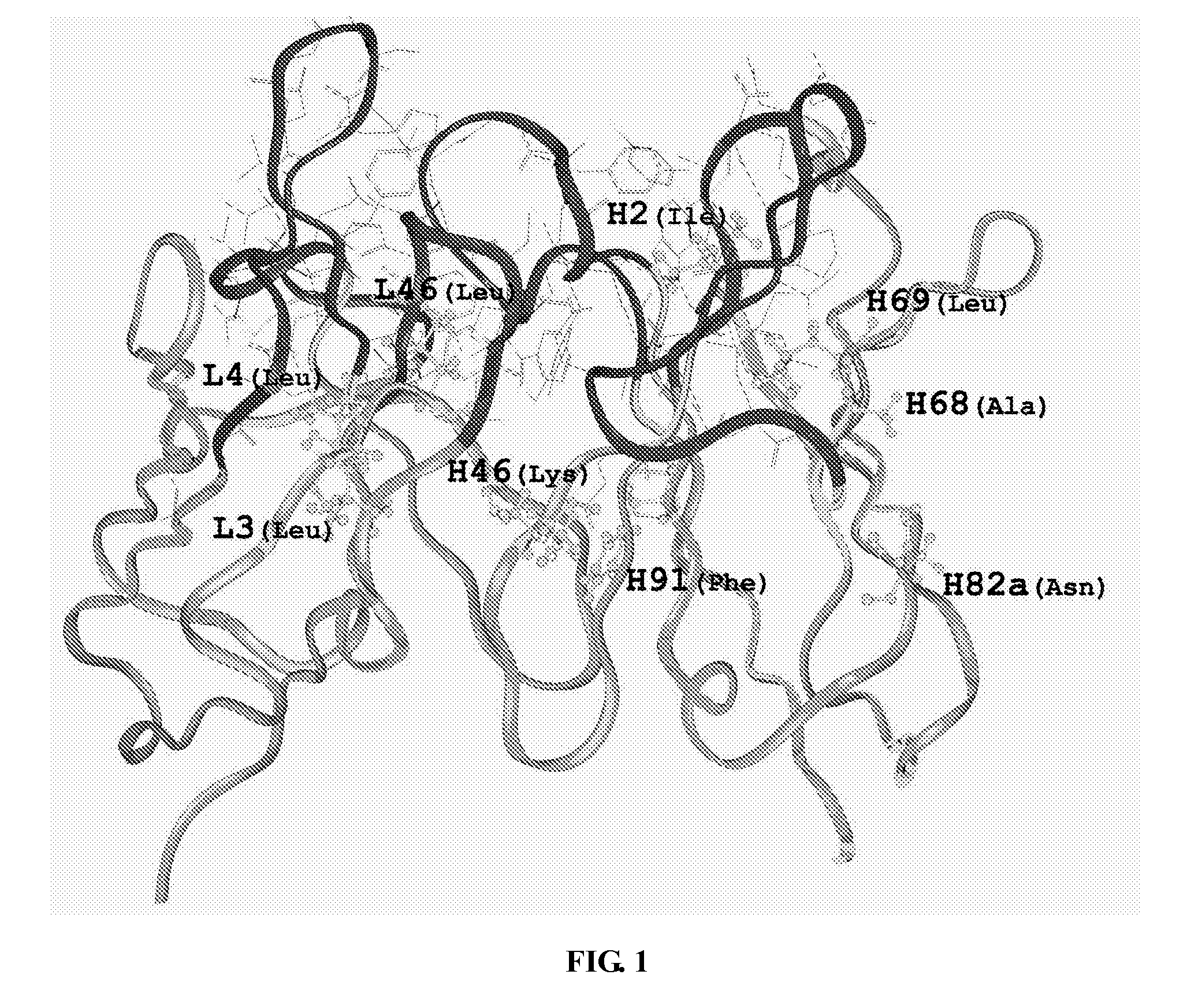 Humanized Anti-human cd34 antibody, the preparation method and uses thereof