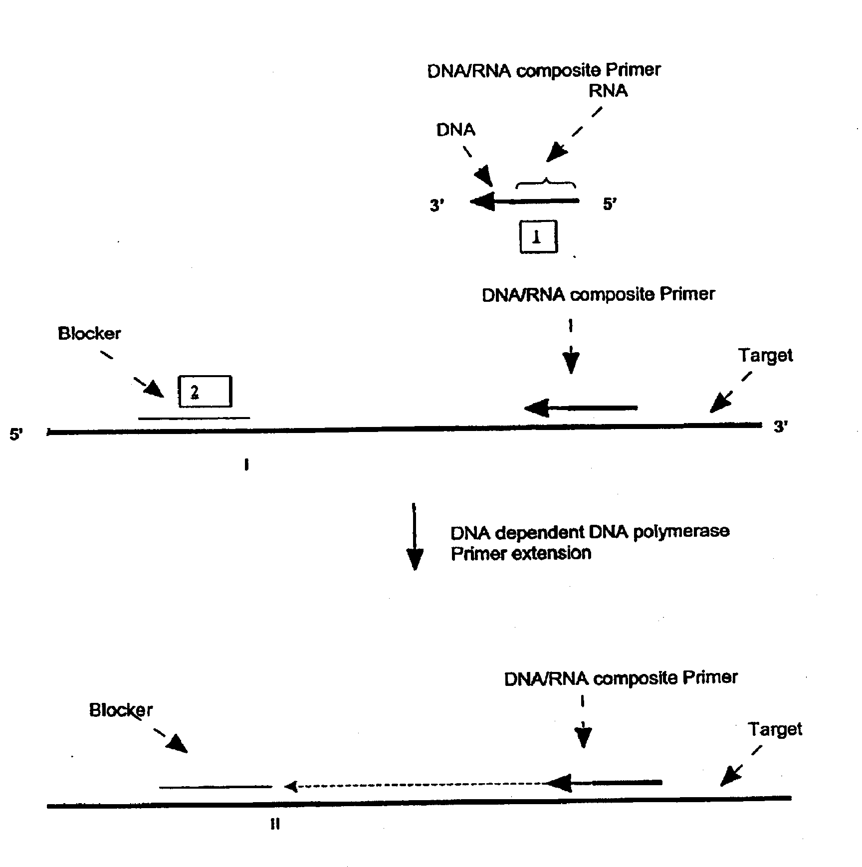 Methods and compositions for transcription-based nucleic acid amplification