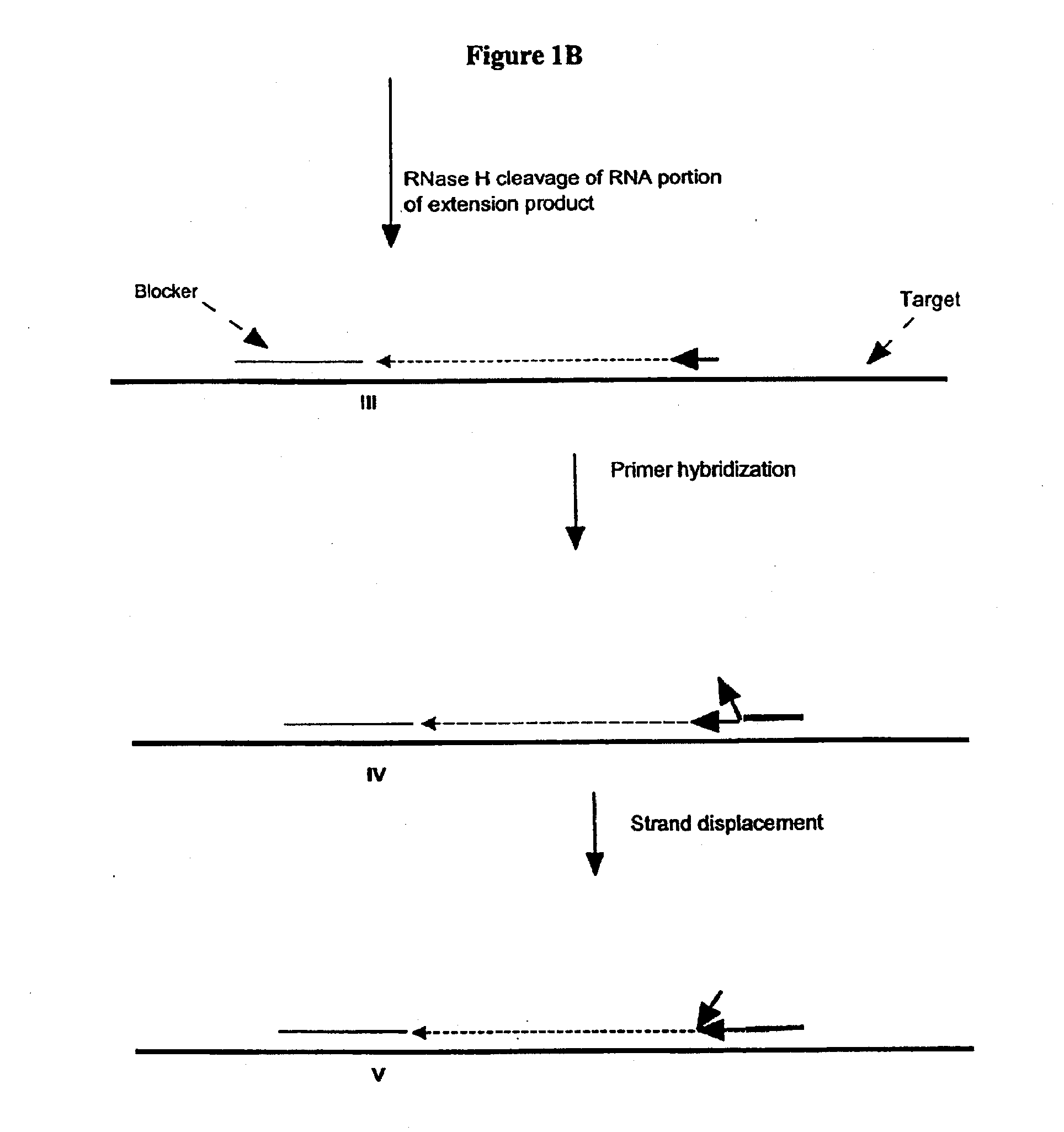 Methods and compositions for transcription-based nucleic acid amplification