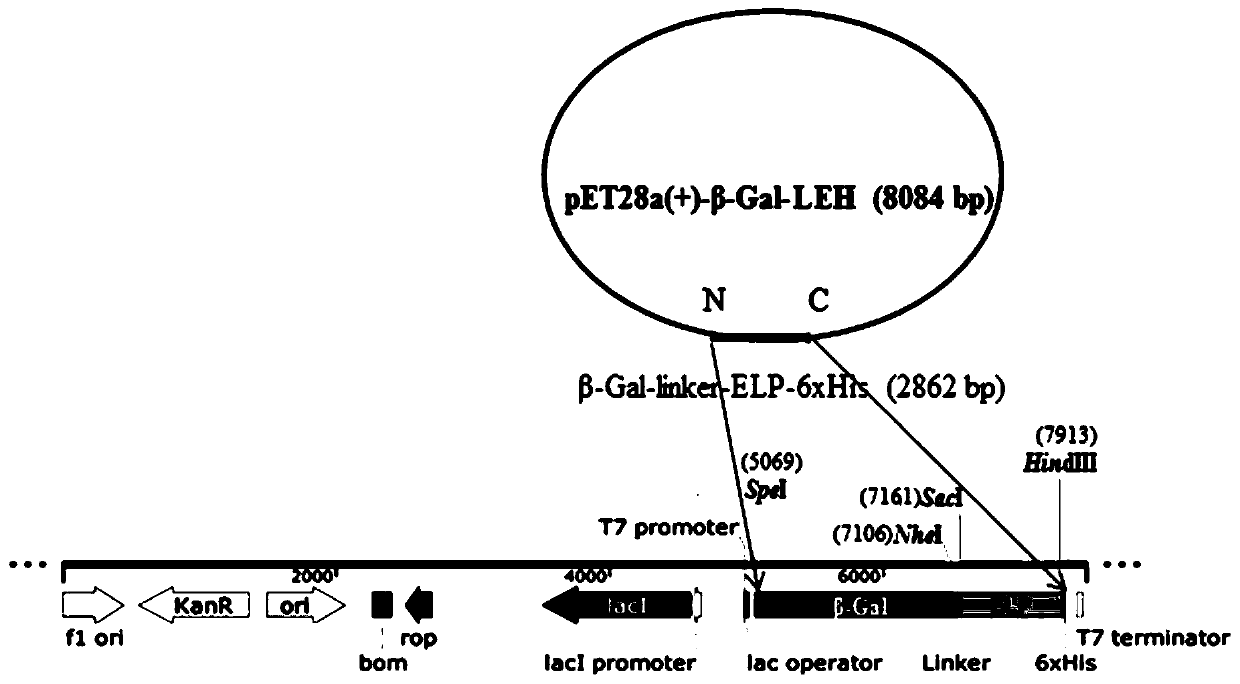 Recombinant beta-galactosidase and construction method and application thereof