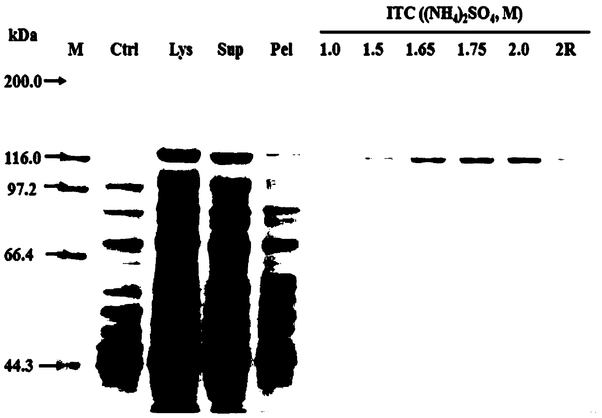 Recombinant beta-galactosidase and construction method and application thereof