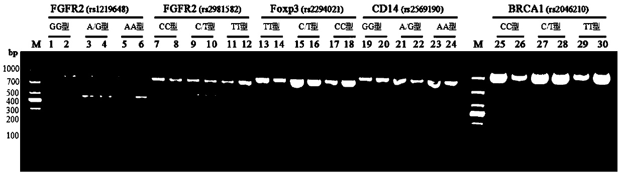 Rapid detection kit and detection method for breast cancer susceptibility genes