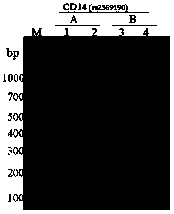 Rapid detection kit and detection method for breast cancer susceptibility genes