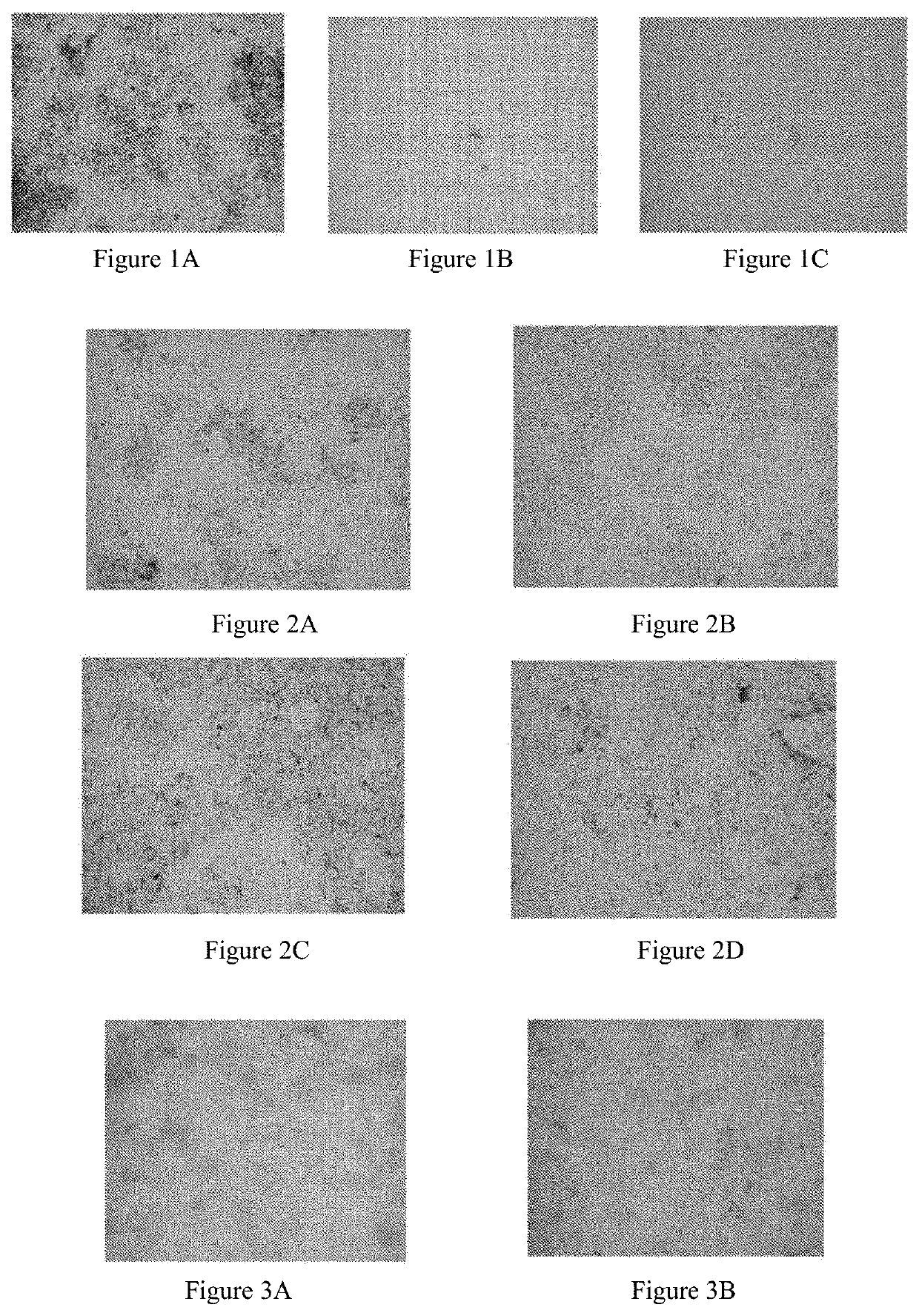 Use of pharmaceutical composition in preparing drug against helicobacter pylori