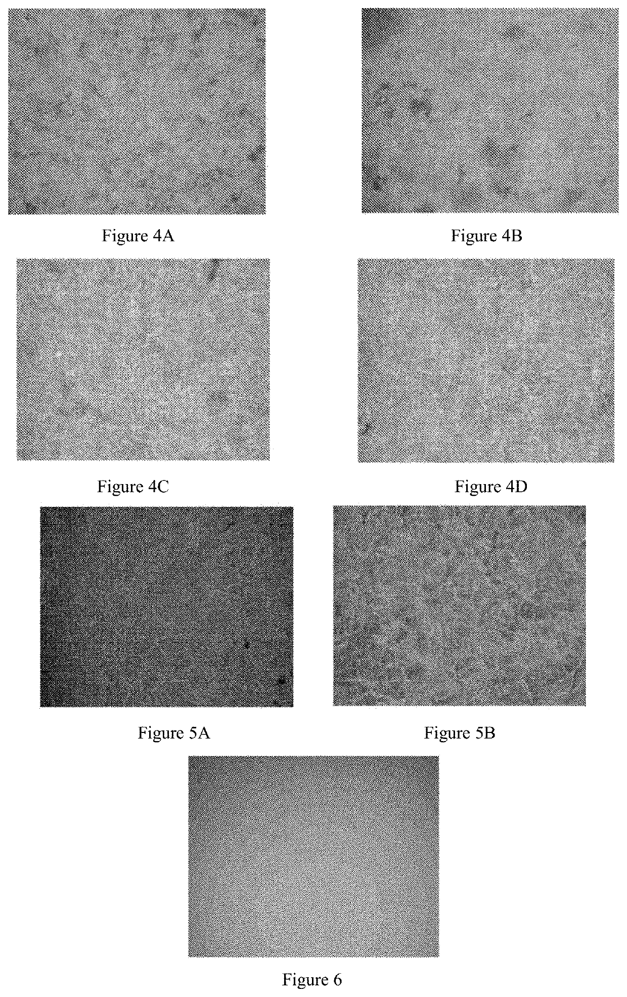 Use of pharmaceutical composition in preparing drug against helicobacter pylori