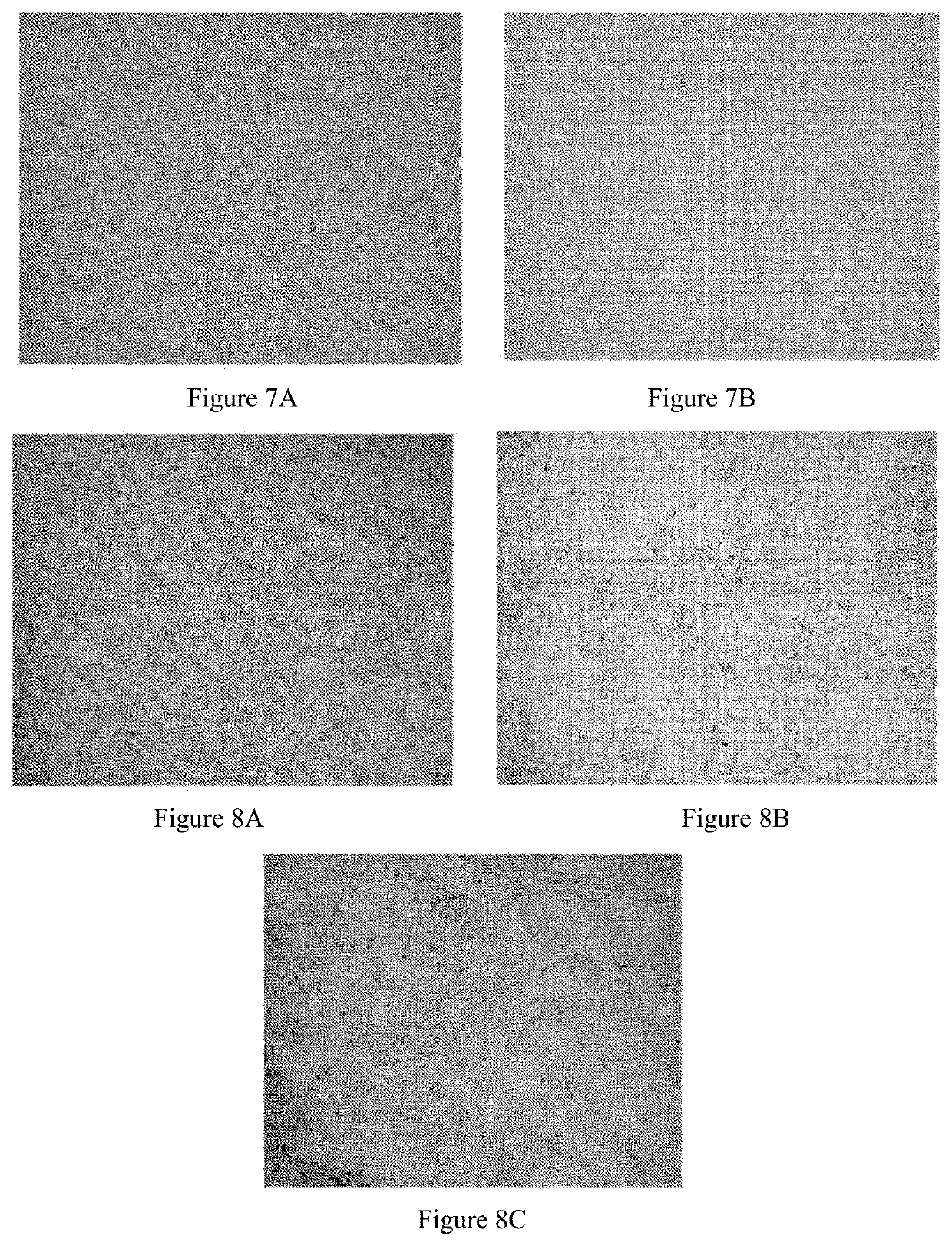 Use of pharmaceutical composition in preparing drug against helicobacter pylori