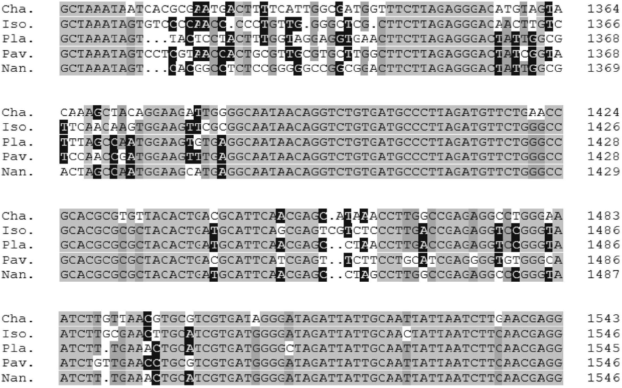 PCR (Polymerase Chain Reaction) primer group for distinguishing five types of shellfish bait microalgae