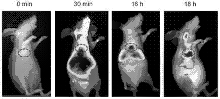 Multifunctional near infrared fluorescent probe and preparation method and application thereof