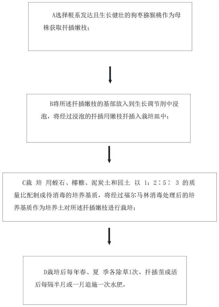 Rapid propagation and culture method of excellent kiwi fruit rootstock