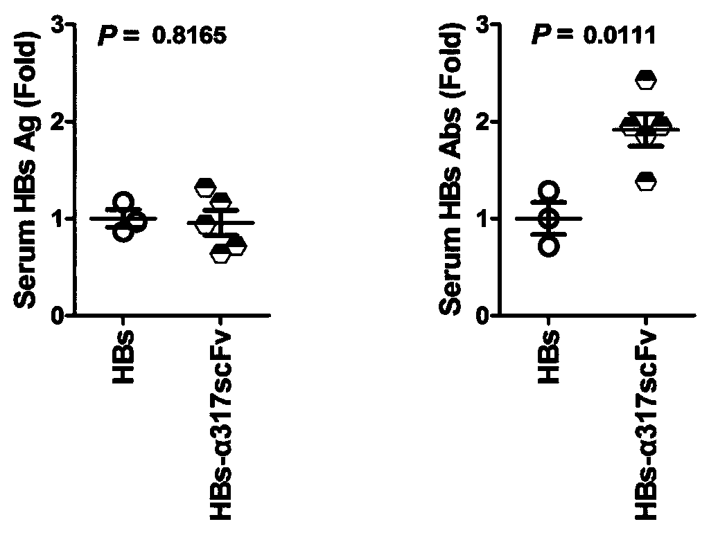 HBs-[alpha]317ScFv recombinant protein, and coding sequence, expression carrier, and applications thereof